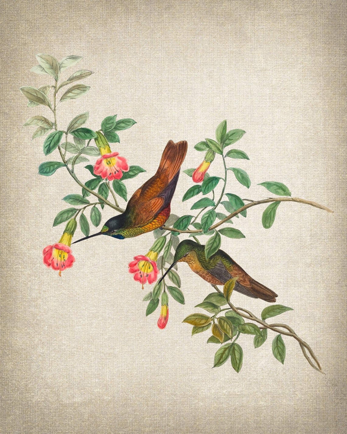 Green Hummingbird Pair Feeding on Trumpet Flowers Vintage Print - Image 2