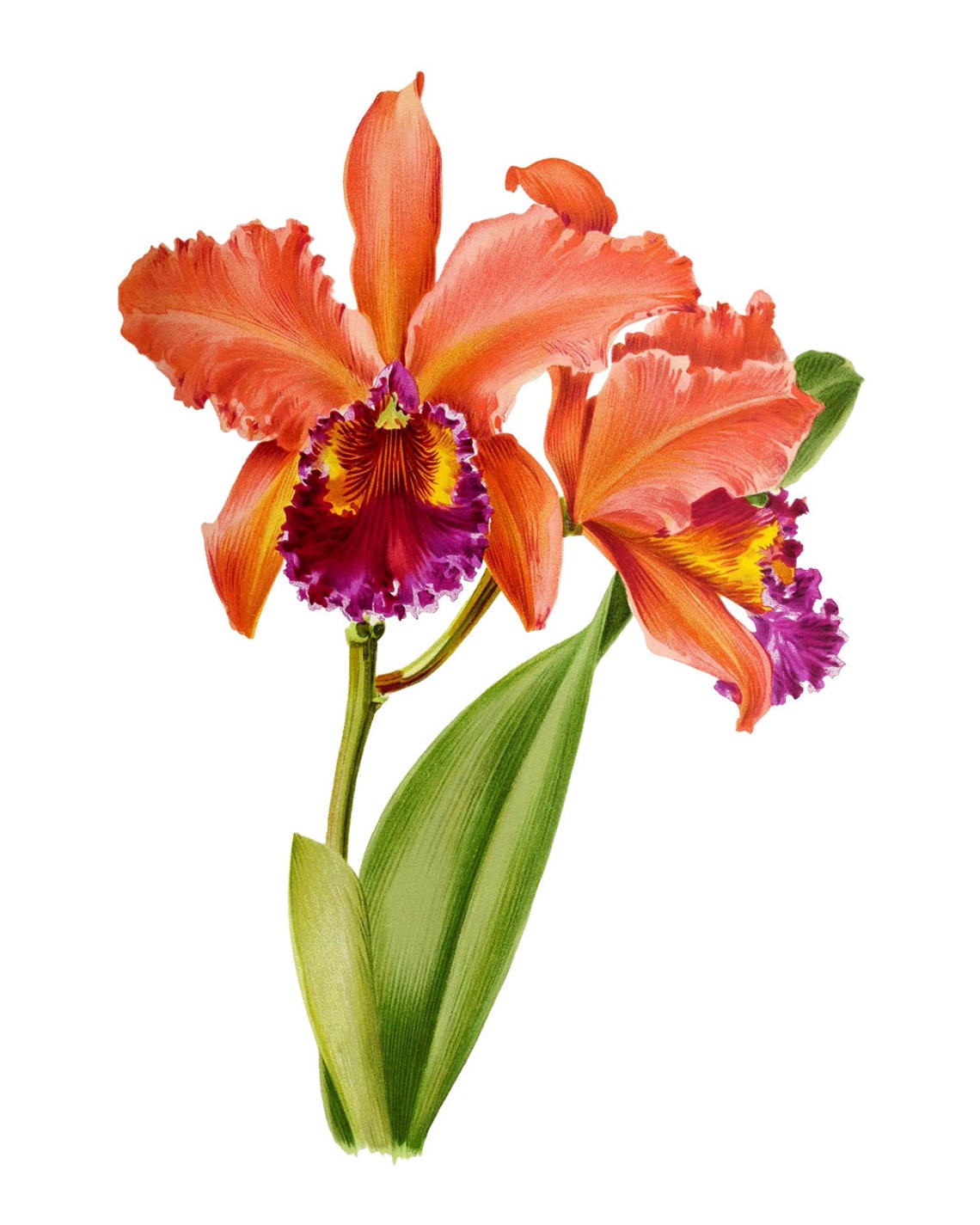 Orange Cattleya Orchid Bloom Vintage Botanical Illustration Poster - Image 2