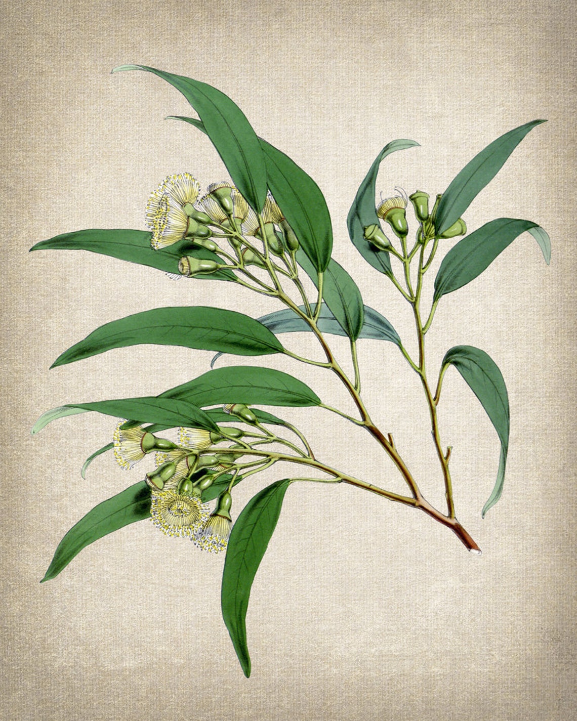 Flowering Eucalyptus Branch Botanical Illustration Vintage Print - Image 2