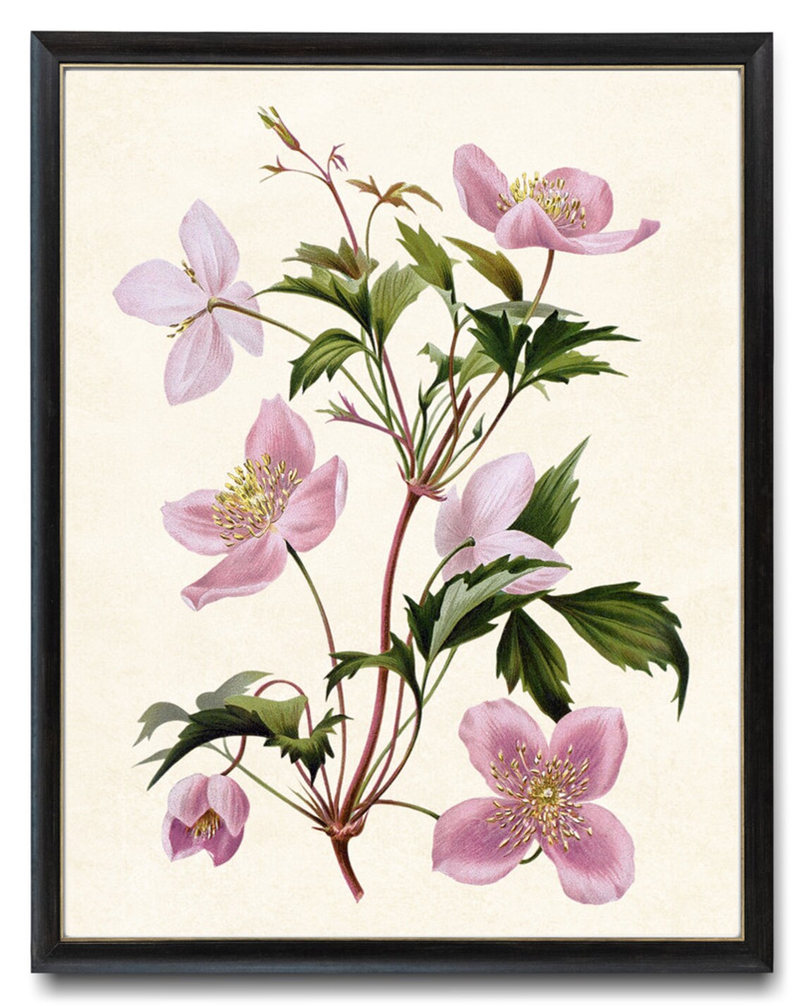 Pink Clematis Blossoms Vintage Botanical Illustration Flower Poster