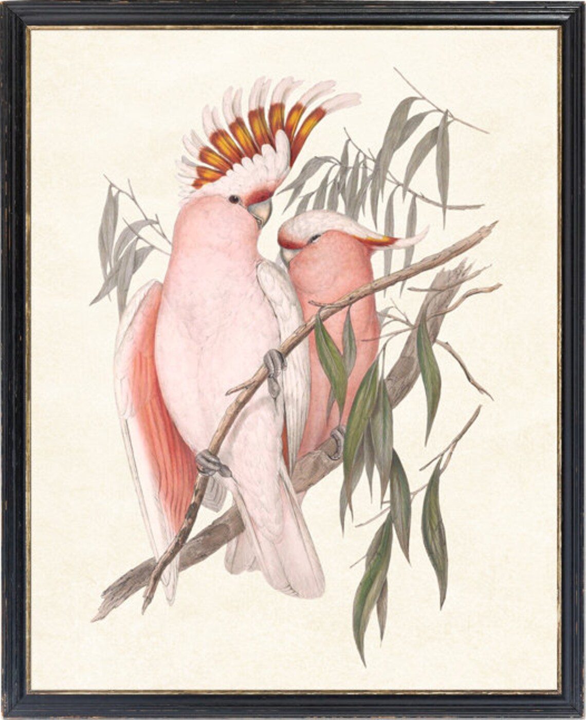 Pink Cockatoo Birds Vintage Illustration Art Print - Image 2