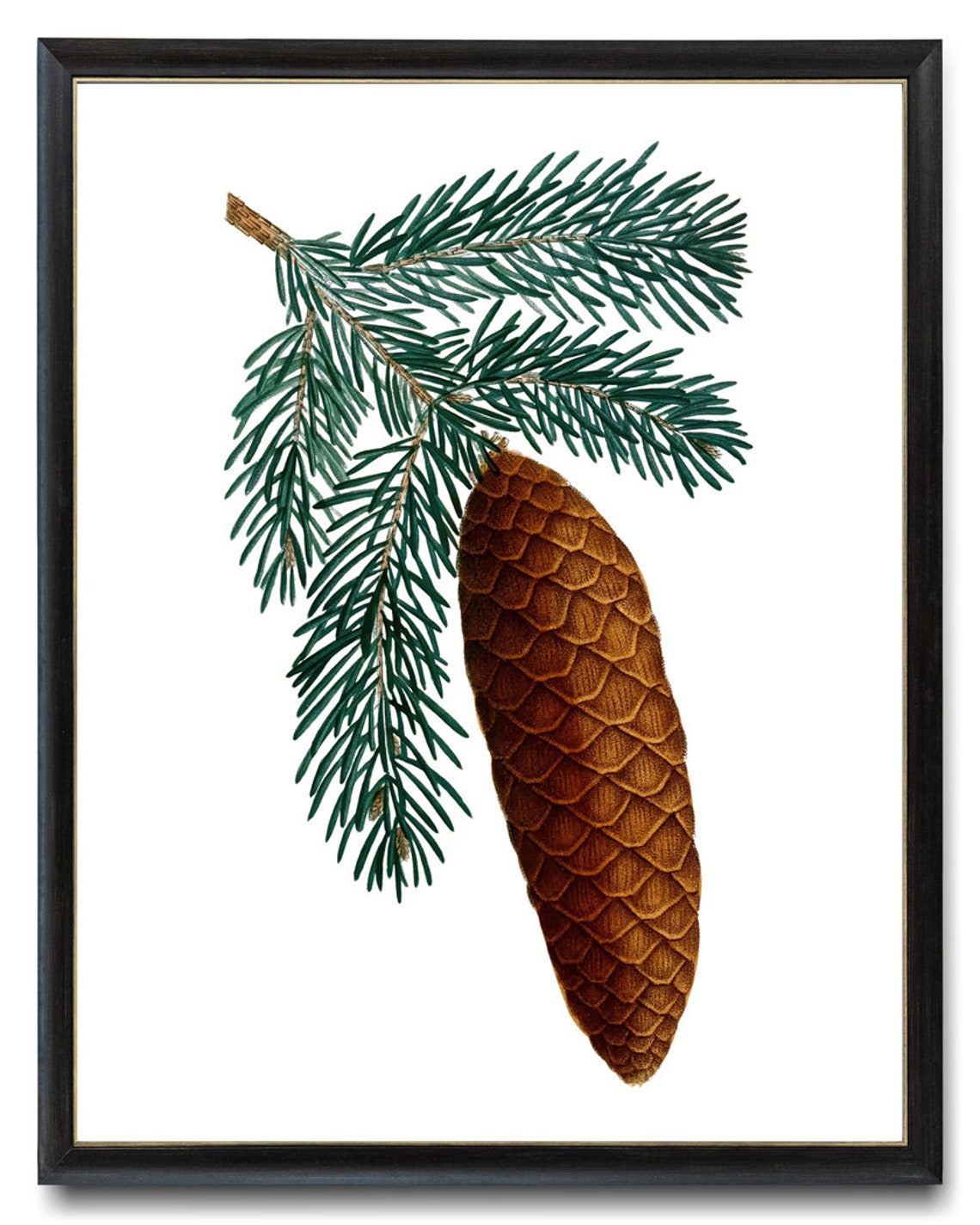 Vintage Spruce Branch Pine Cone Botanical Illustration Poster - Image 3