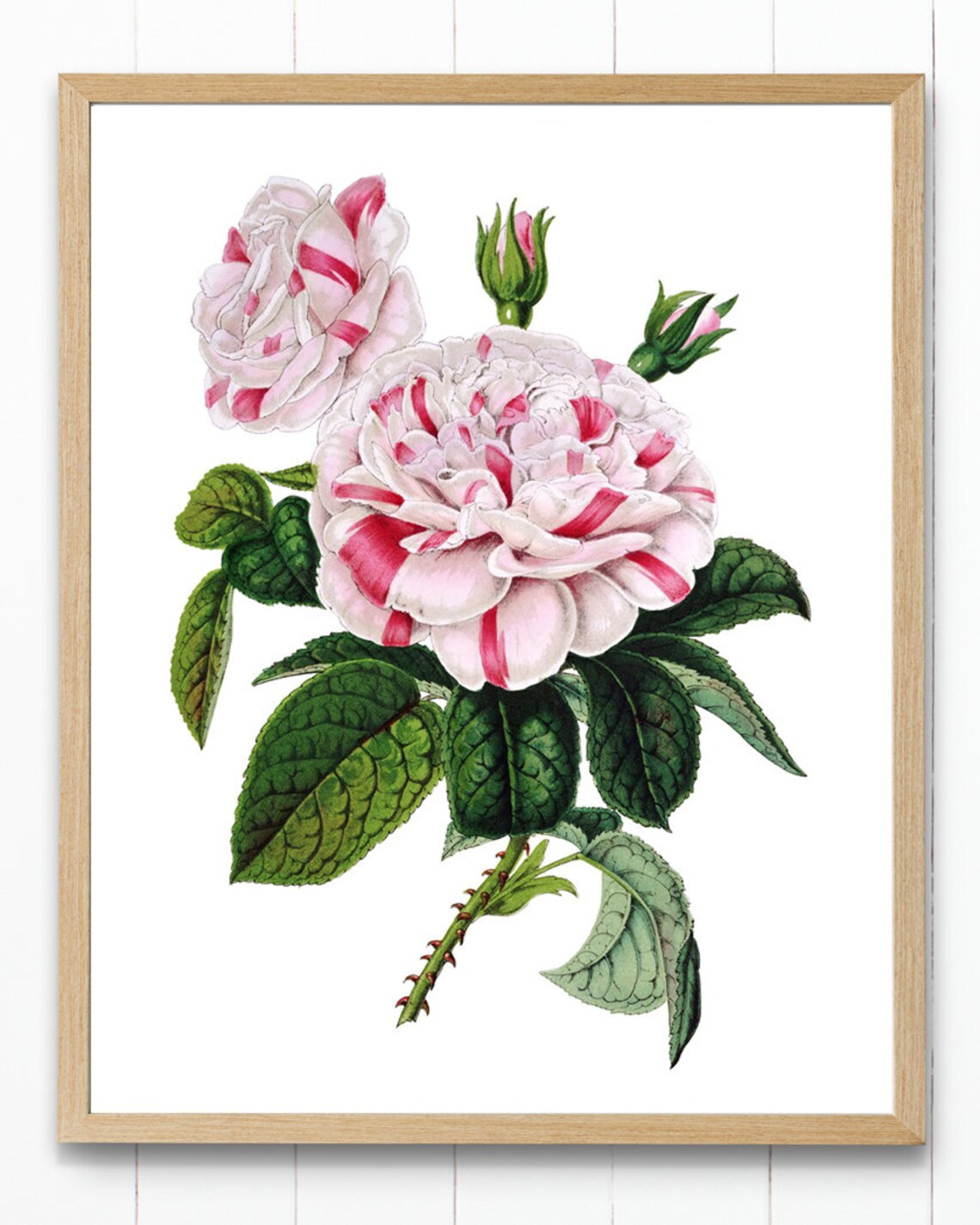 Striped Pink Garden Rose Bloom Vintage Floral Botanical Art Poster - Image 4