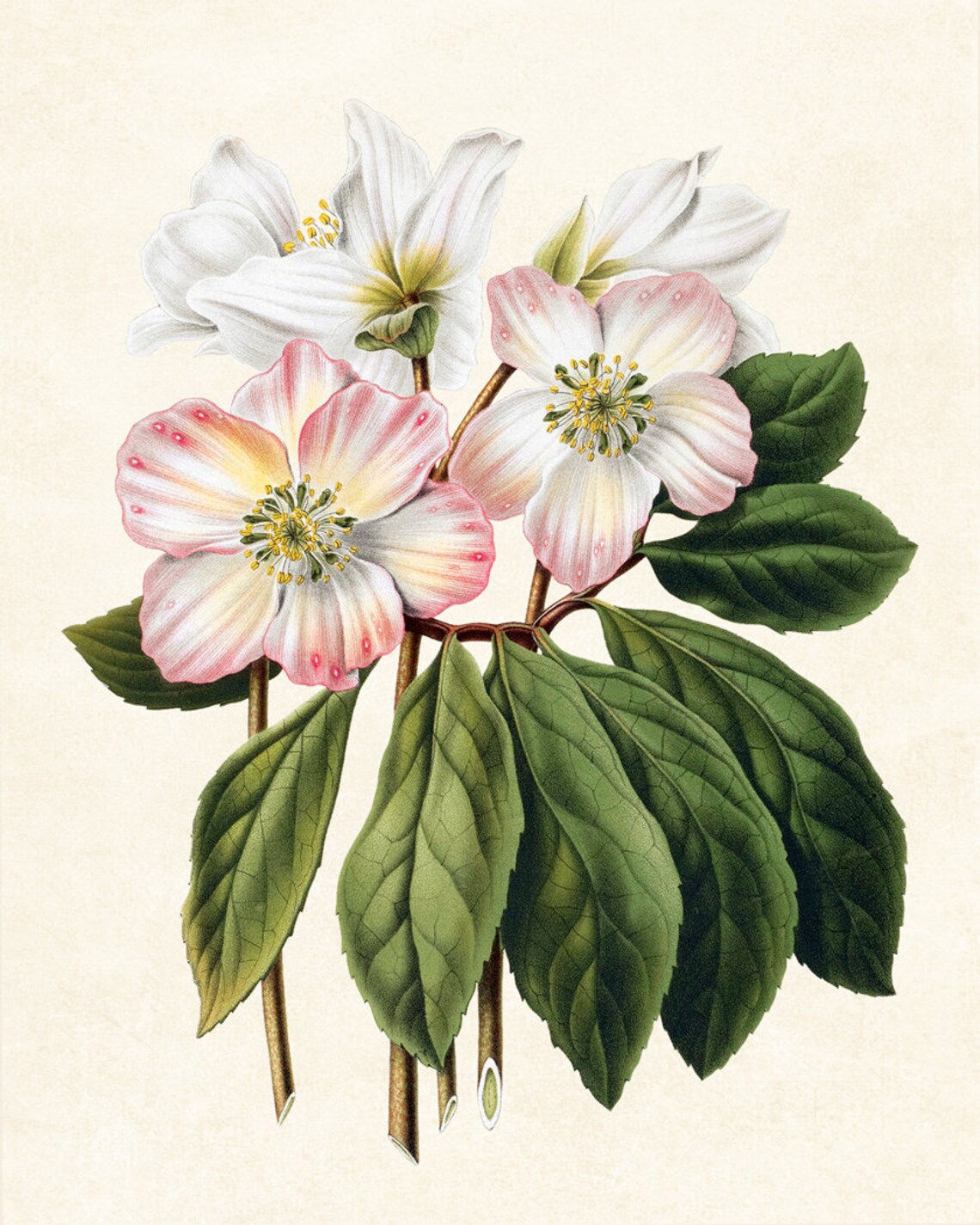 Pink White Hellebore Flowers Vintage Botanical Illustration Poster - Image 3