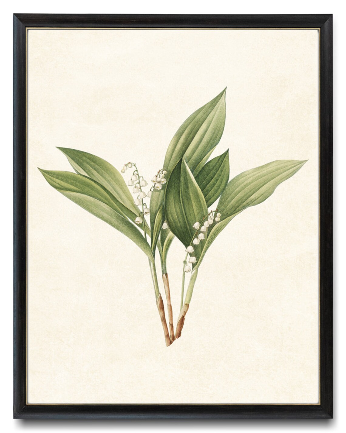 Lily Of The Valley Vintage Botanical Art Print