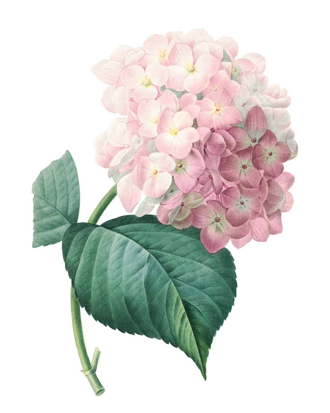 Pink Hydrangea Vintage Flower Illustration Art Print - Image 2