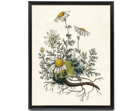 Chamomile Plant Vintage Botanical Art Print