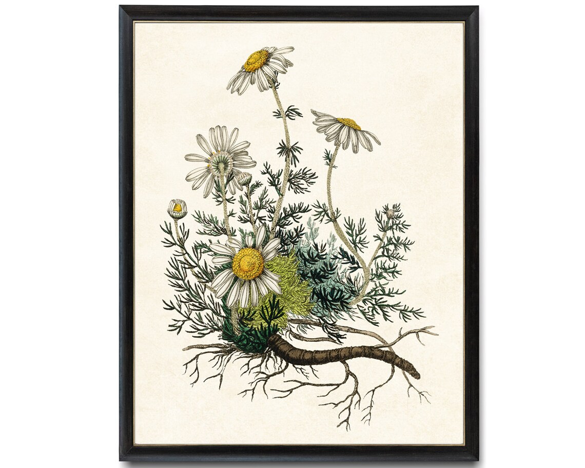 Chamomile Plant Vintage Botanical Art Print