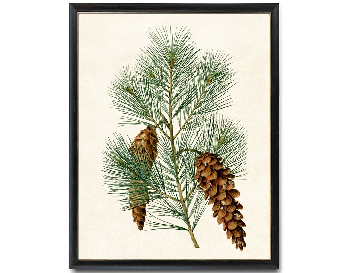 Eastern White Pine Vintage Botanical Art Print