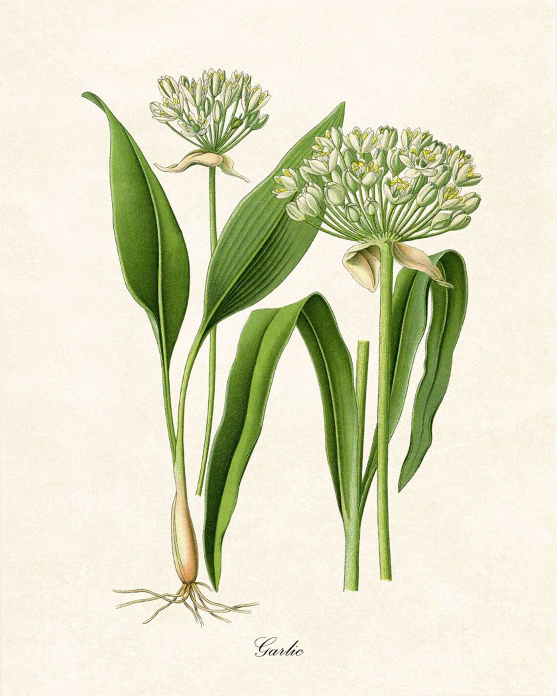 Garlic Flowering Herb Vintage Botanical Art Print - Image 2