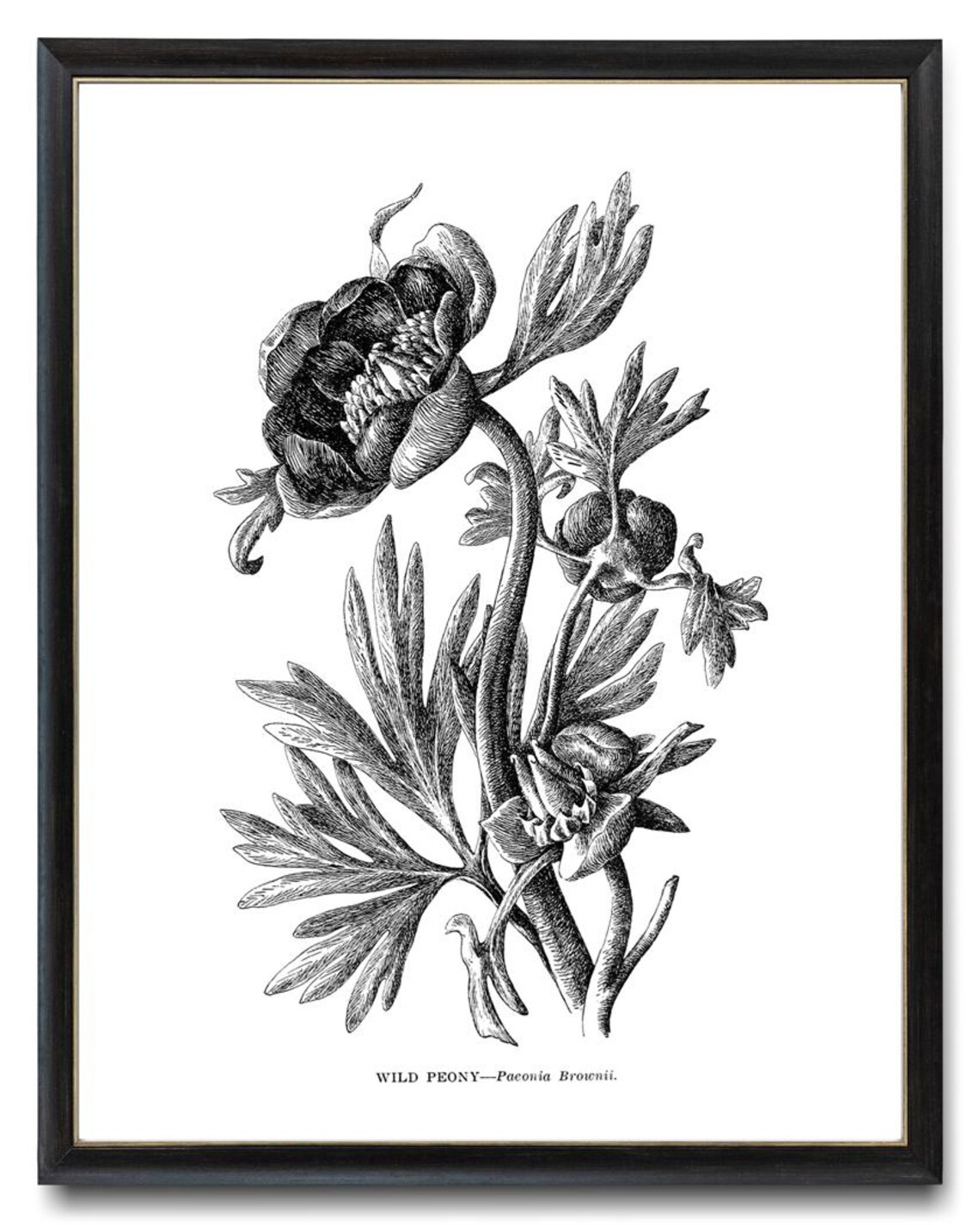 Wild Peony Botanical Vintage Line Art Drawing Elegant Wall Art - Image 4