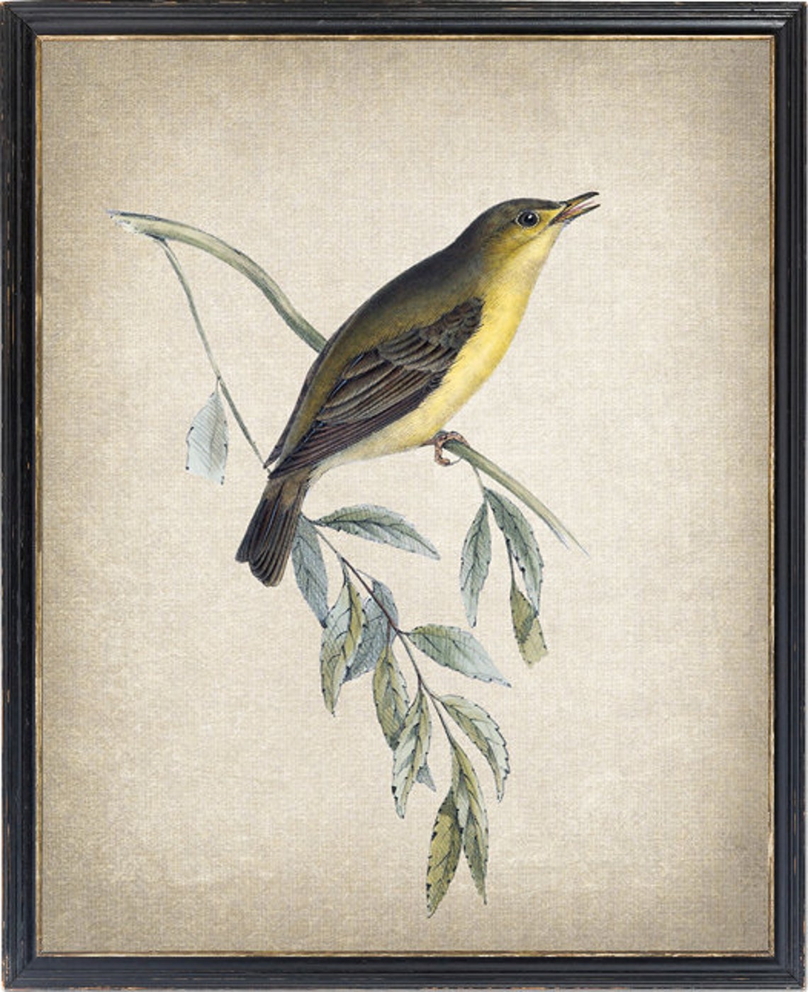 Singing Melodious Willow Warbler Vintage Bird Illustration Poster