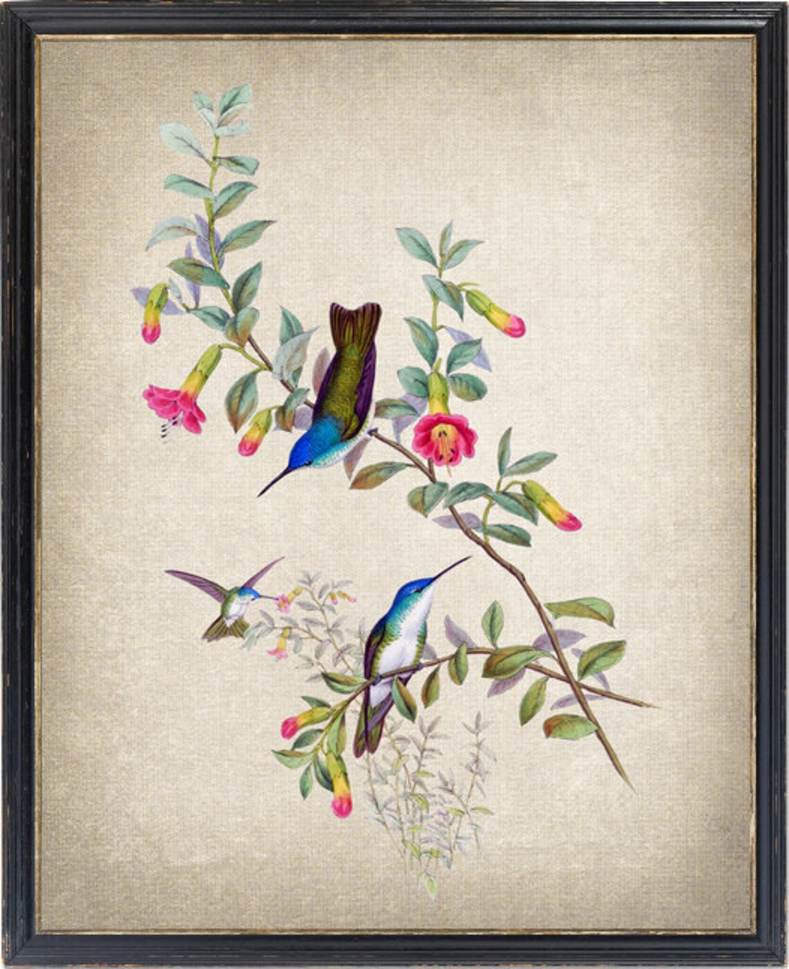 Three Hummingbirds Vintage Botanical Floral Illustration Poster