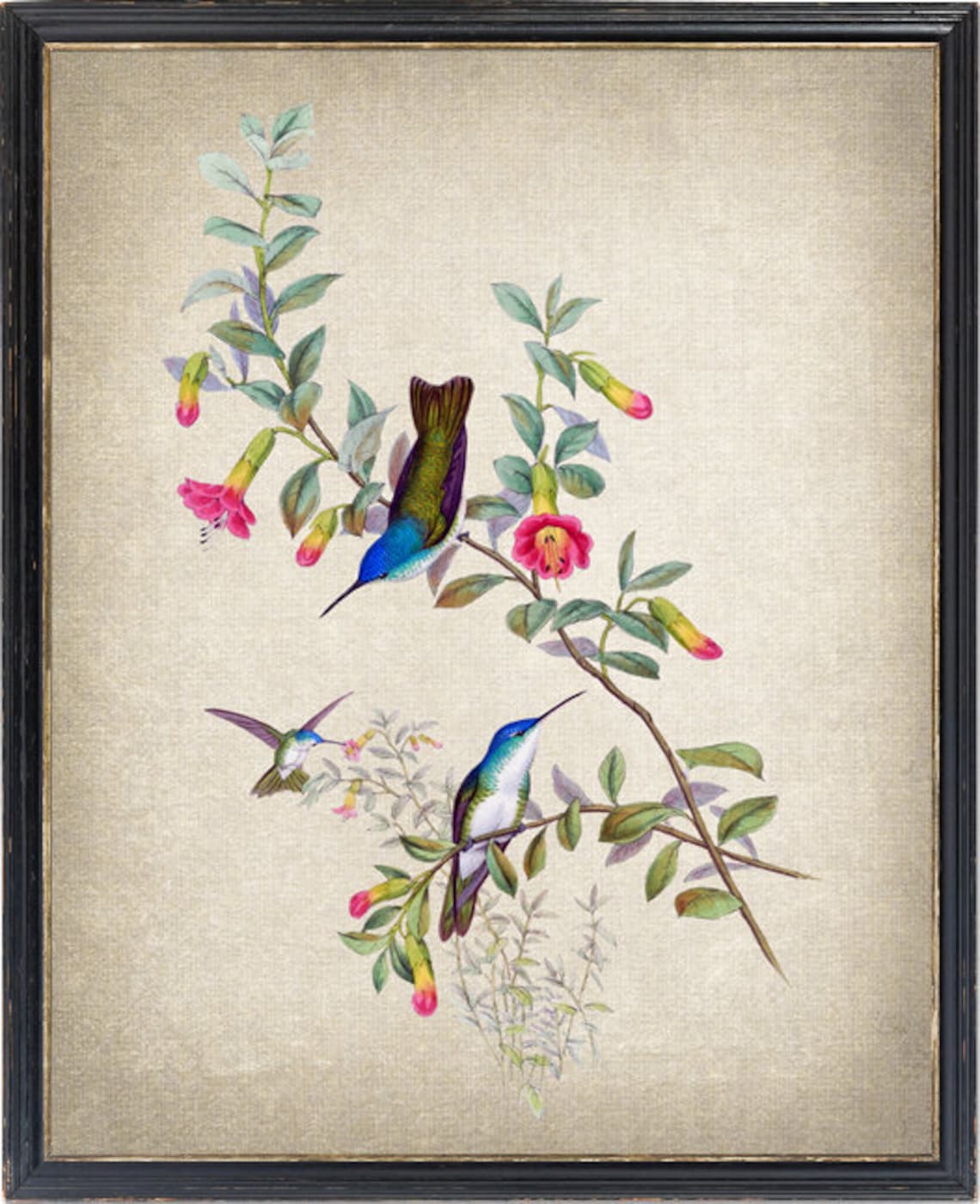 Vintage Hummingbirds Pink Fuchsia Flowers Antique Bird Art Poster