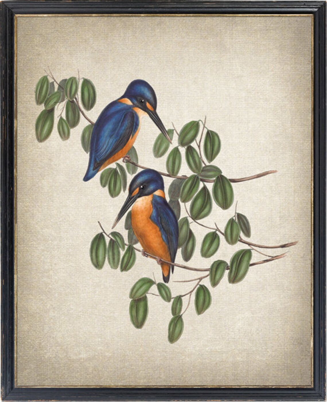 Azure Kingfisher Vintage Illustration Art Print