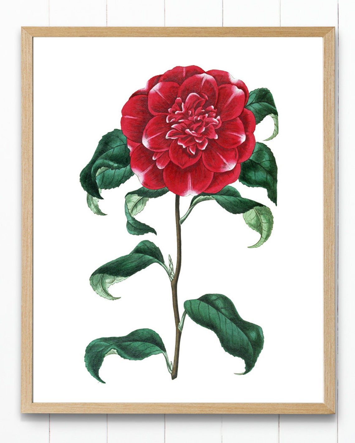 Red Camellia Bloom Antique Botanical Illustration Vintage Poster - Image 4