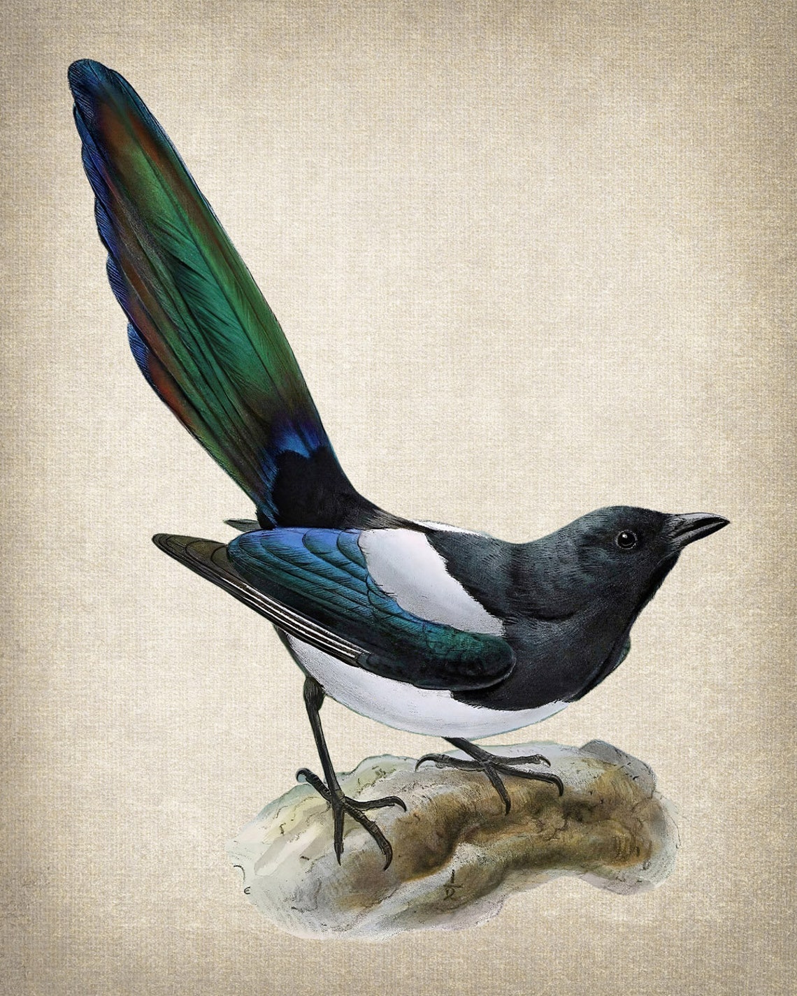 Common Magpie on Stone Perch Vintage Natural History Bird Poster - Image 2