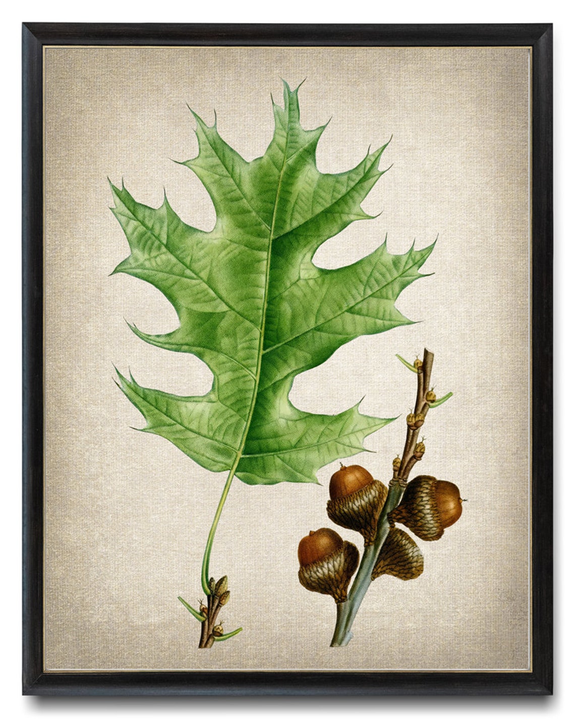 Black Oak Leaf Acorns Vintage Botanical Illustration Art Print