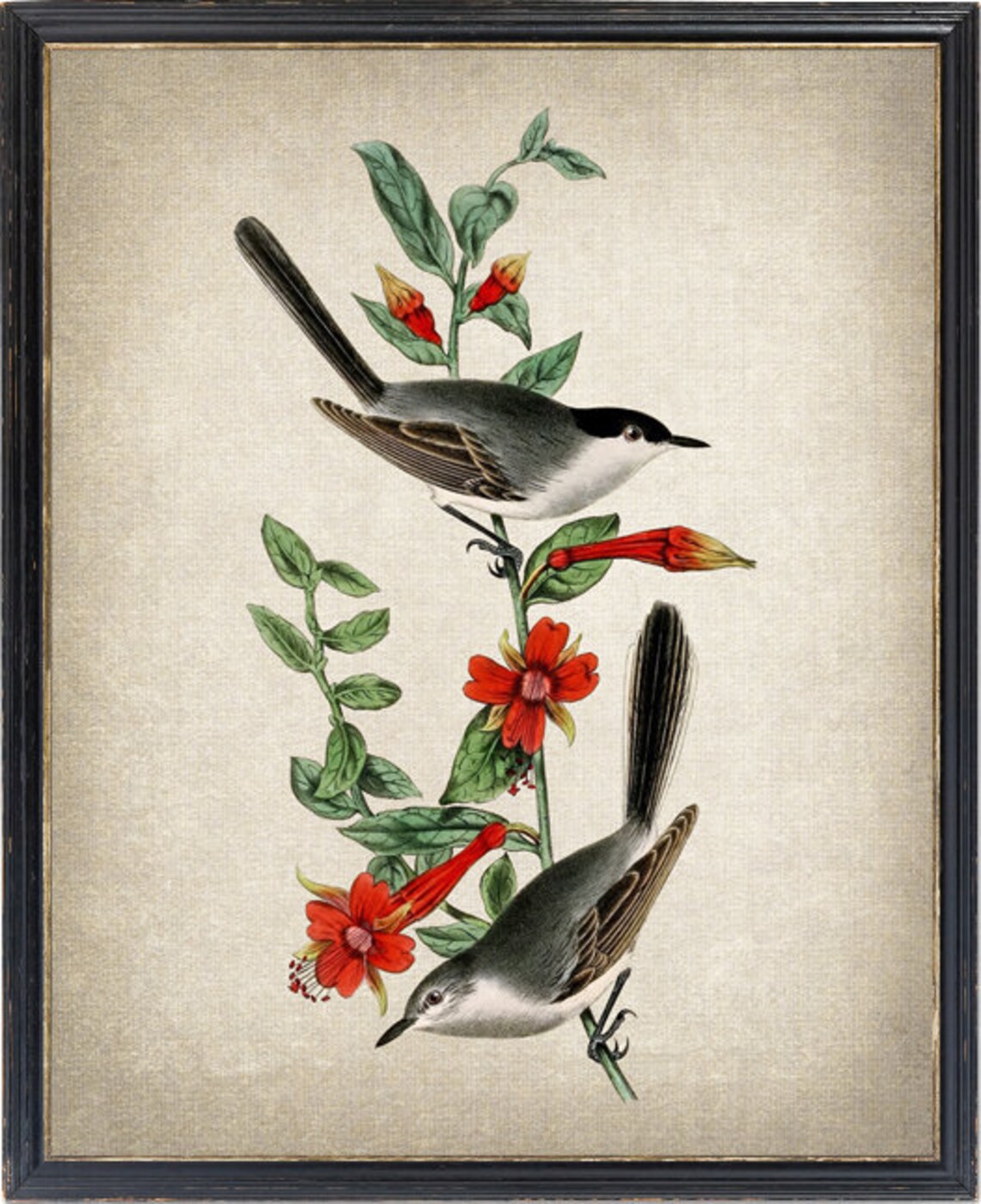 Black-Headed Gnatcatchers on Flowering Branch Vintage Bird Poster
