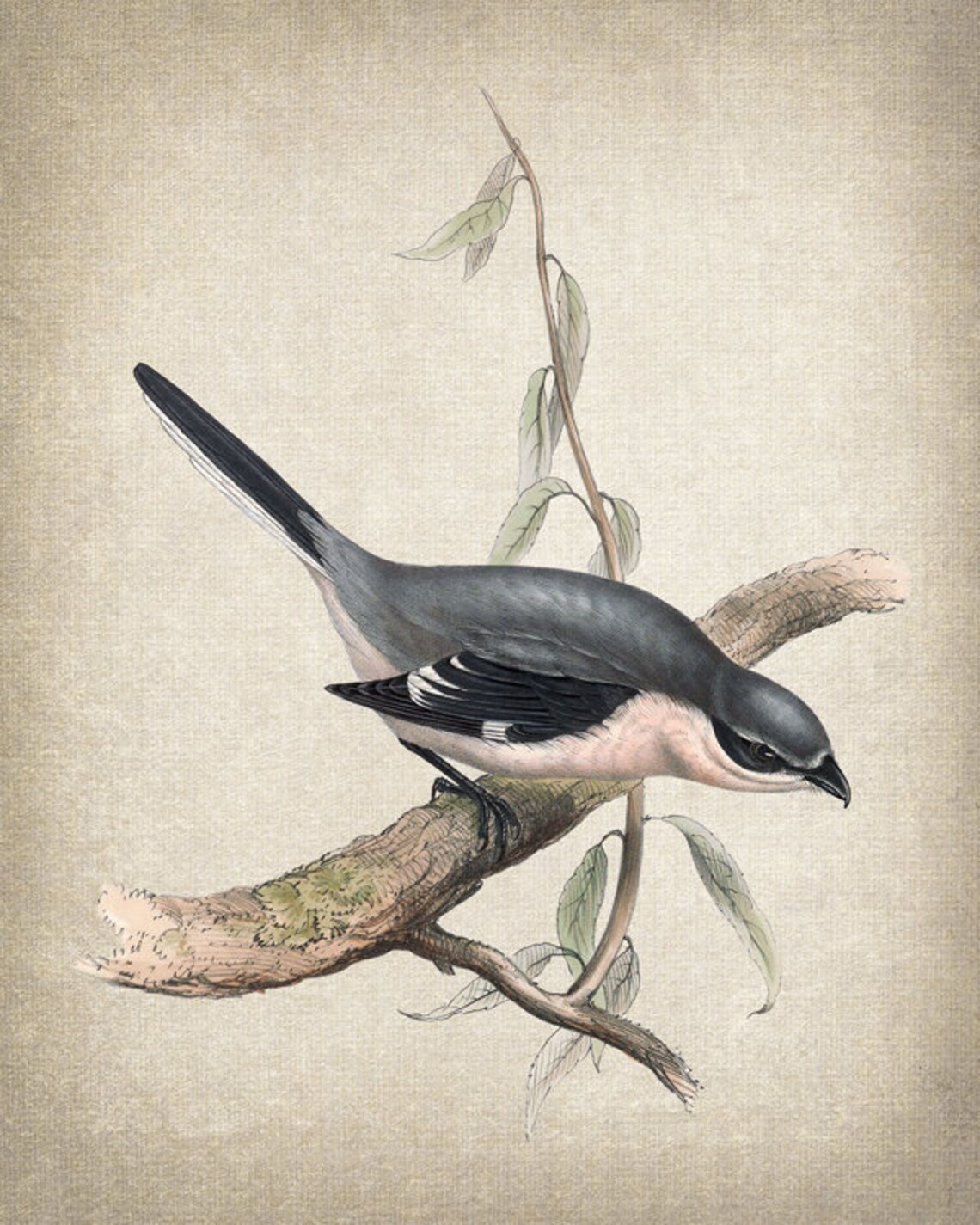 Grey Shrike Perched on Branch Vintage Bird Illustration Print - Image 2
