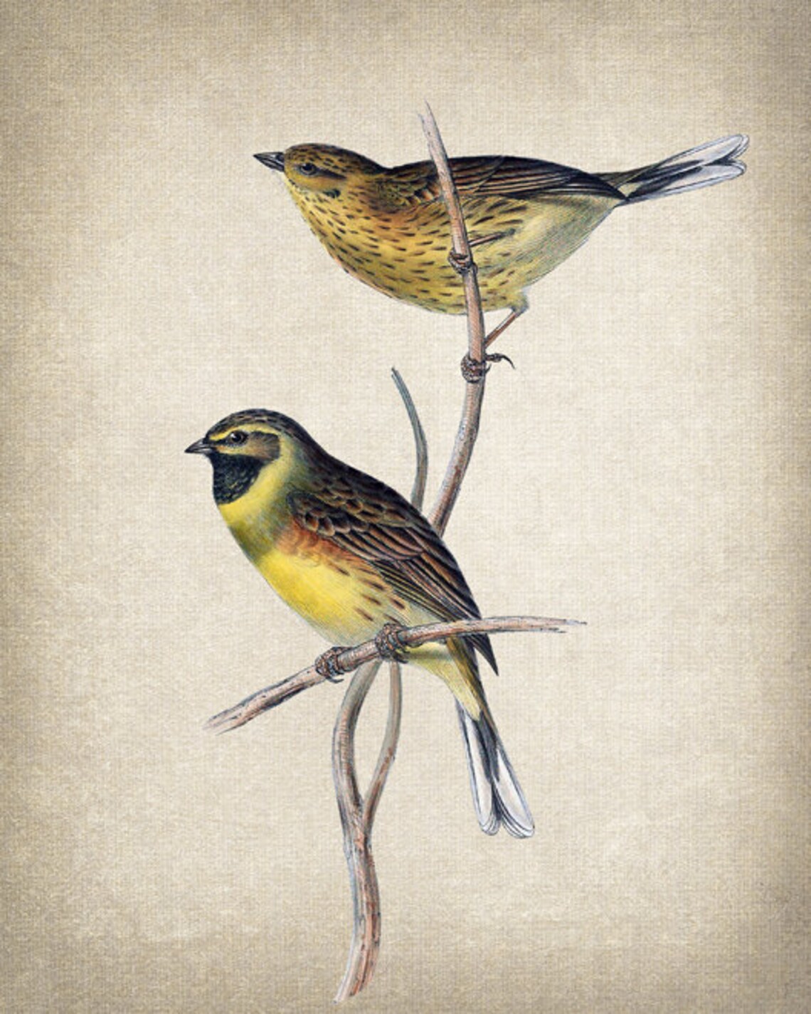 Cirl Bunting Pair On Twig Vintage Bird Illustration Art Poster - Image 2