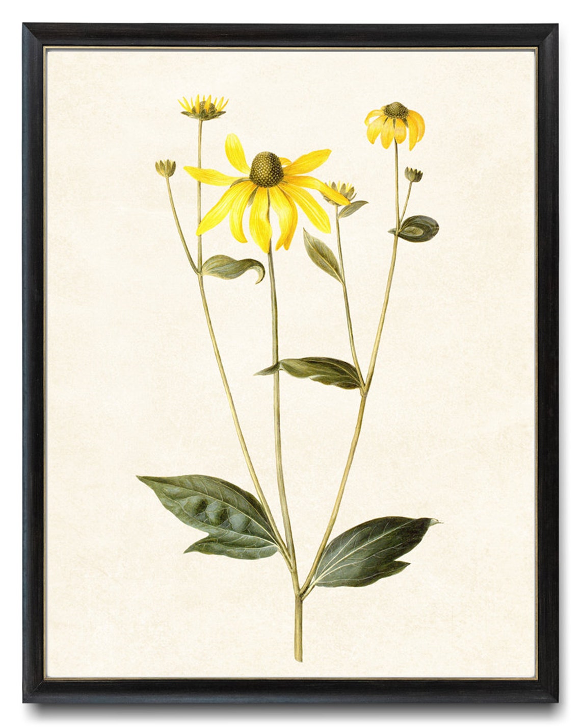 Yellow Leopards Bane Wildflowers Vintage Botanical Blooms Poster