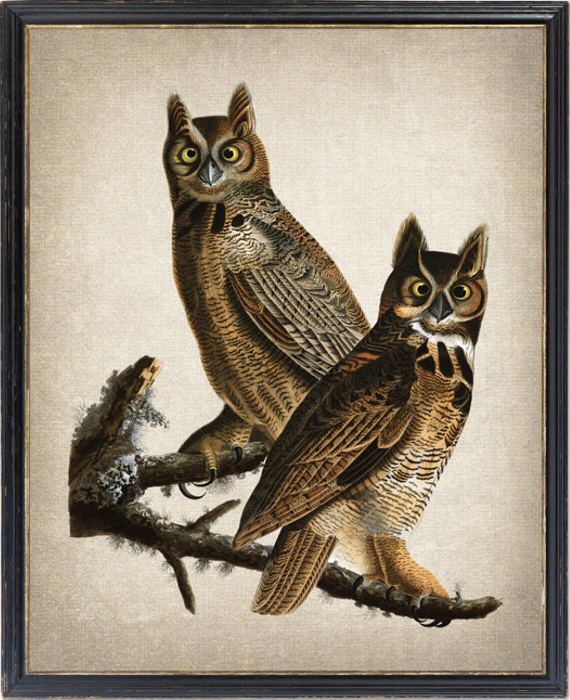 Great Horned Owls Antique Audubon Bird Print