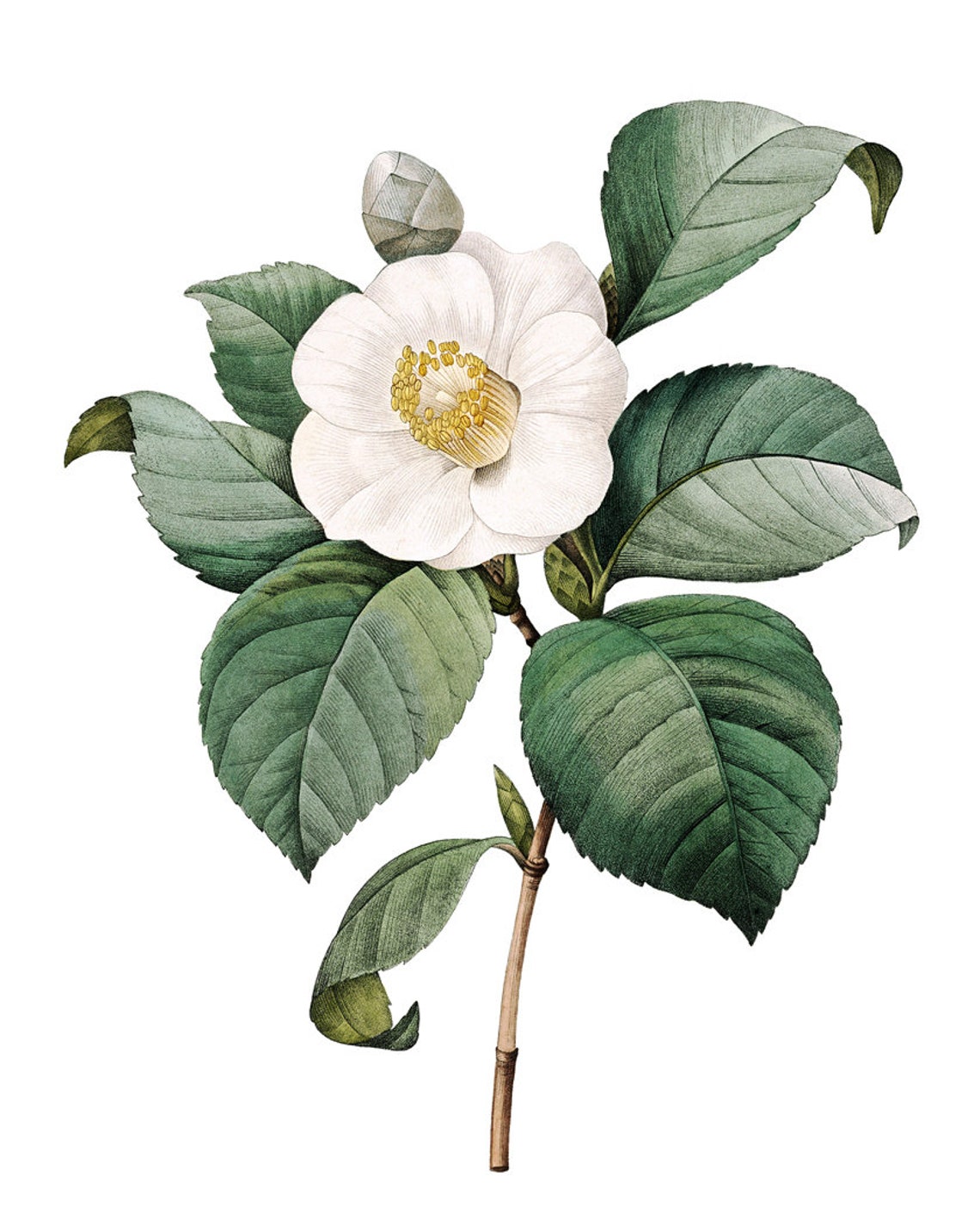 White Camellia Bloom Antique Botanical Illustration Art Poster - Image 2