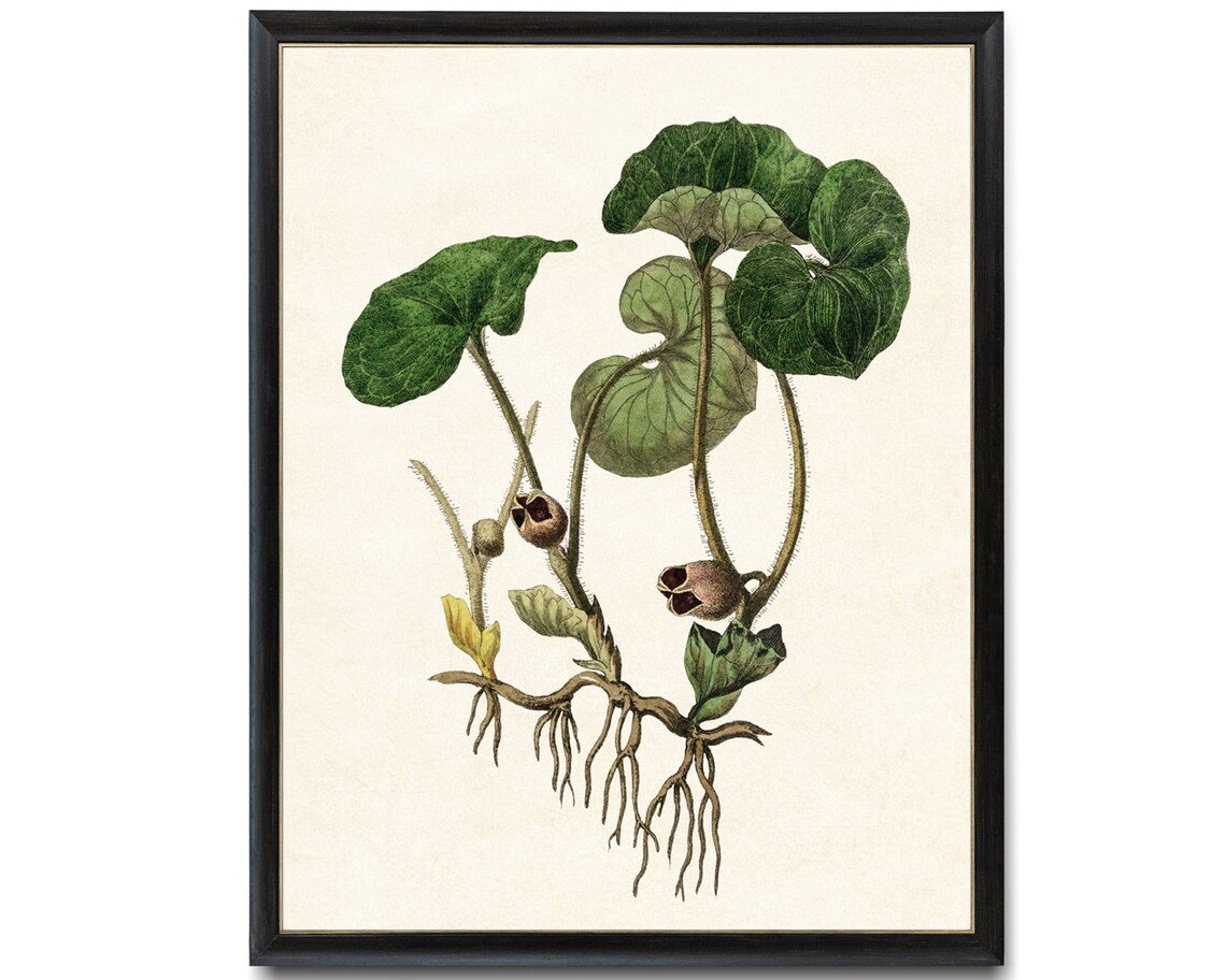 European Wild Ginger Plant Vintage Botanical Illustration Poster