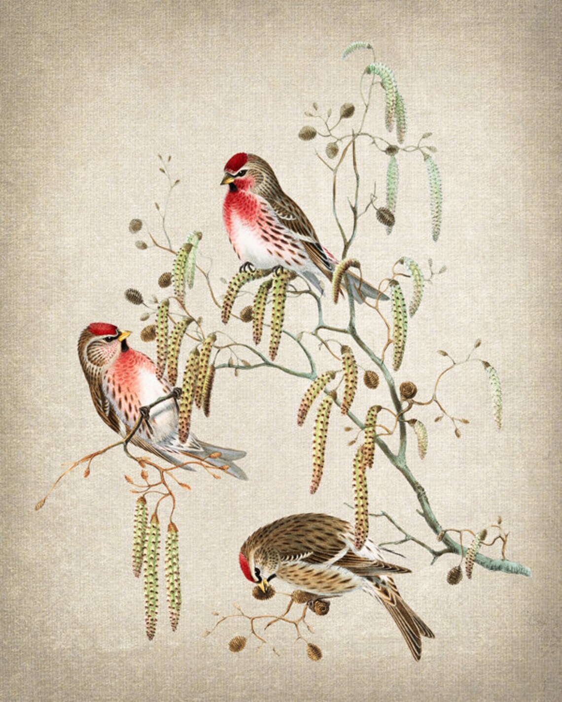 Common Redpoll Trio on Catkins Vintage Bird Illustration Print - Image 2