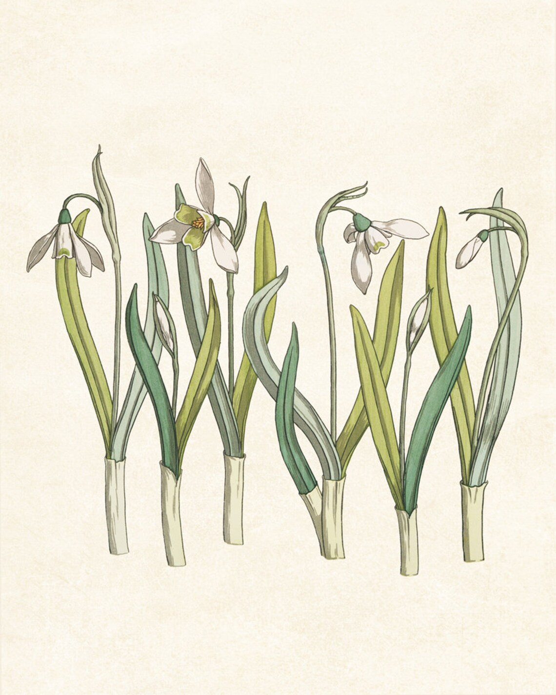 White Snowdrop Flowers in French Art Nouveau Botanical Study Poster - Image 3