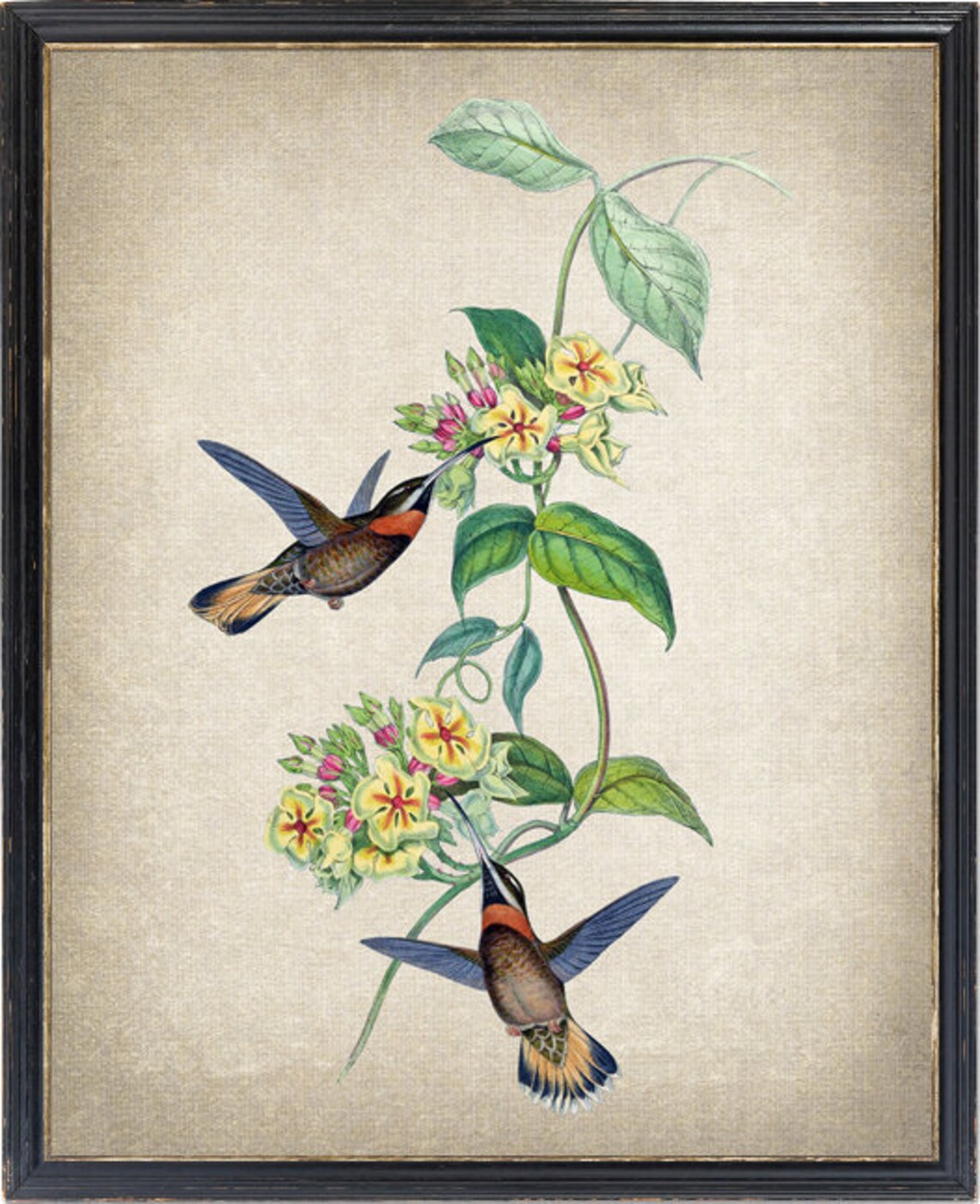 Vintage Hummingbirds Feeding Yellow Flowers Antique Art Poster