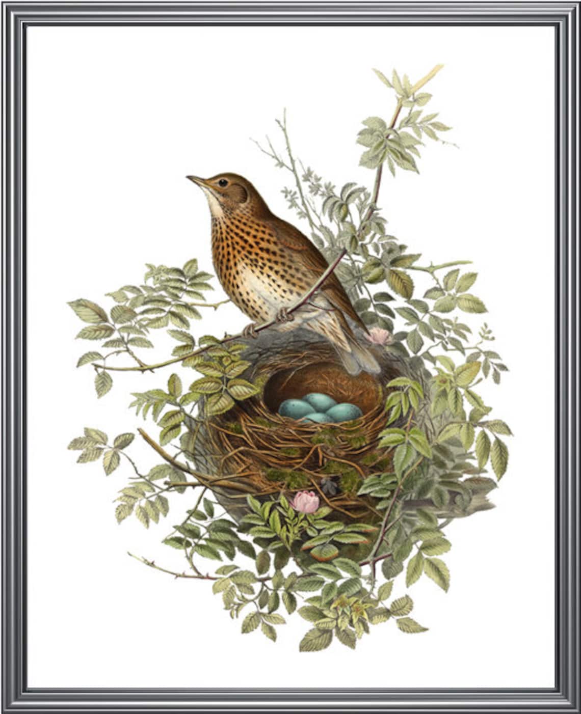 Thrush Bird Vintage Illustration, Natural History Art Print - Image 3