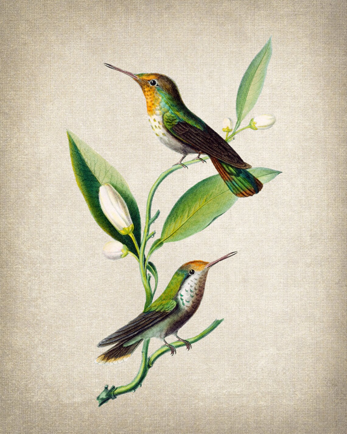 Vintage Hummingbird Botanical Art Print - Image 2