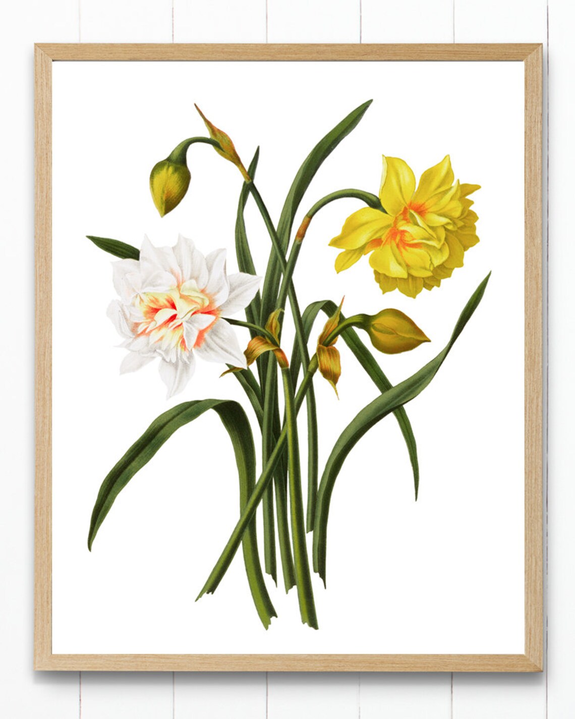 Spring Flowers Narcissus Hybrids Vintage Art Print - Image 2
