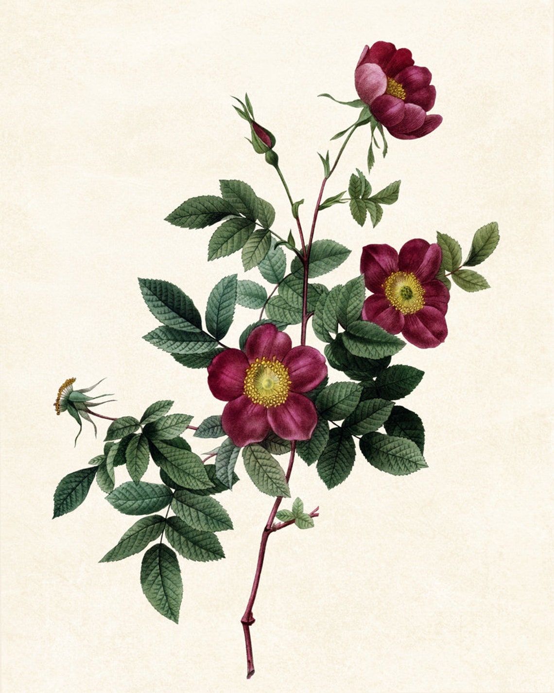 Crimson Alpine Rose Blossoms Classic Vintage Botanical Poster - Image 3