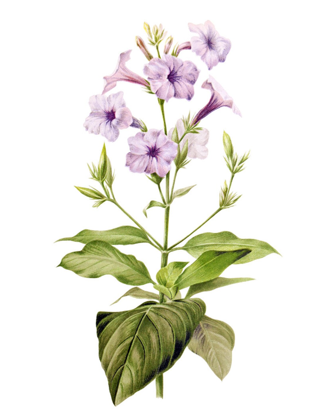 Purple Wild Petunia Trumpet Flowers Vintage Botanical Poster - Image 2