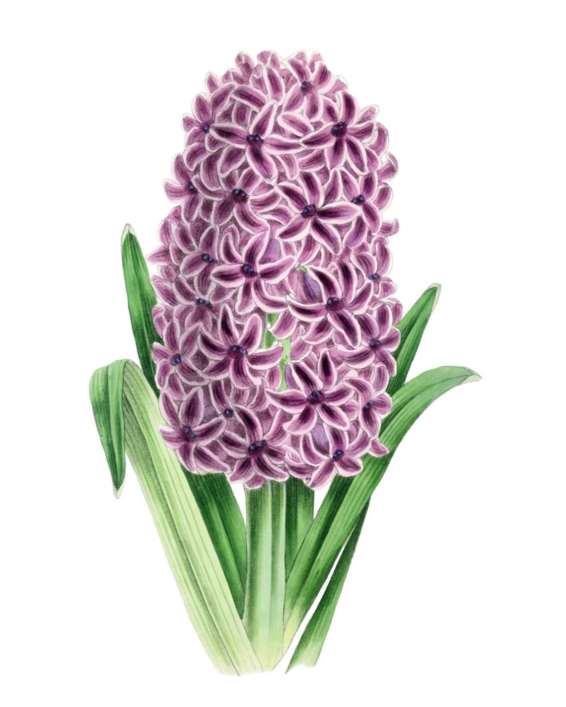 Fragrant Purple Hyacinth Bloom Classic Vintage Botanical Spring Poster - Image 2