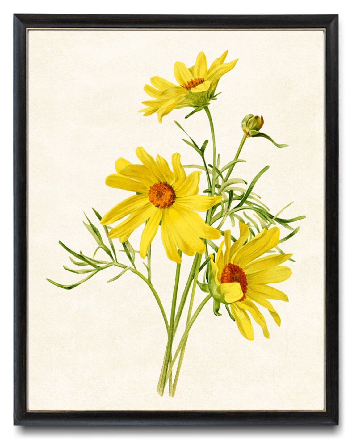 Yellow Sea Dahlia Flowers Antique Botanical Illustration Poster