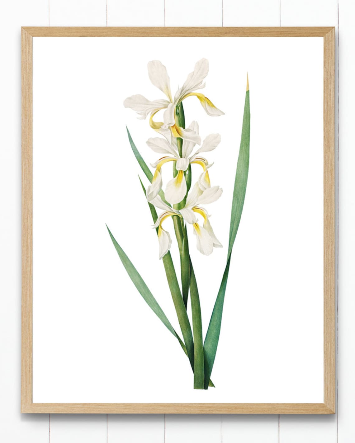Elegant White and Yellow Iris Vintage Botanical Illustration Poster