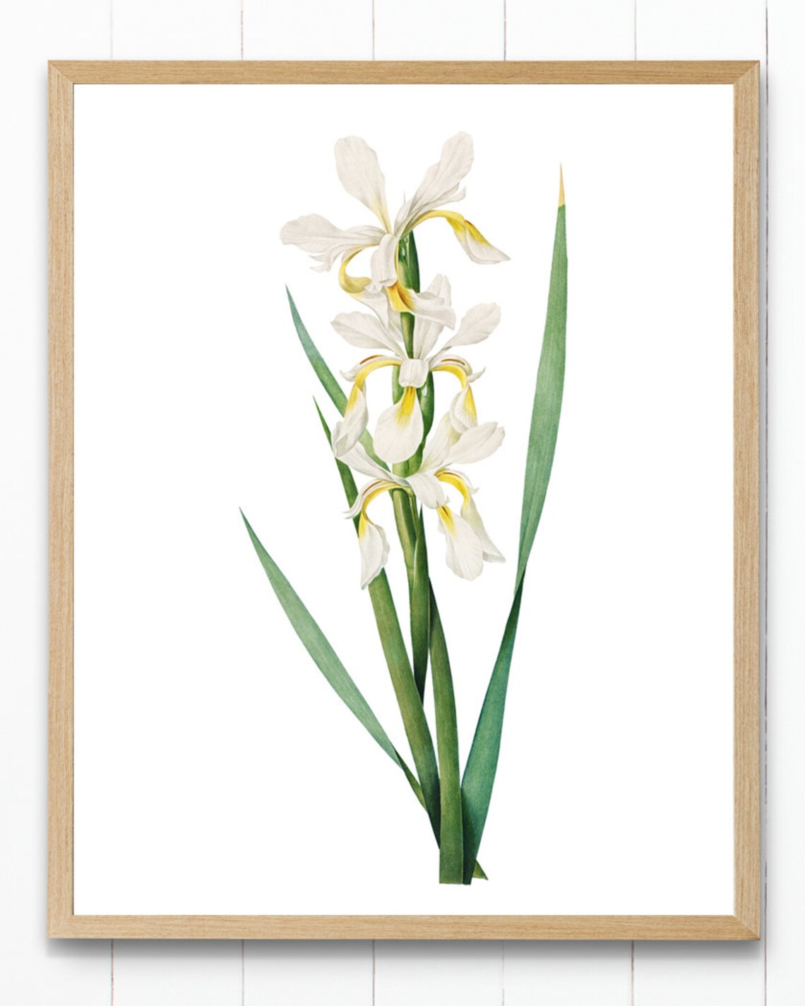 White and Yellow Iris Blossoms Vintage Botanical Flower Poster
