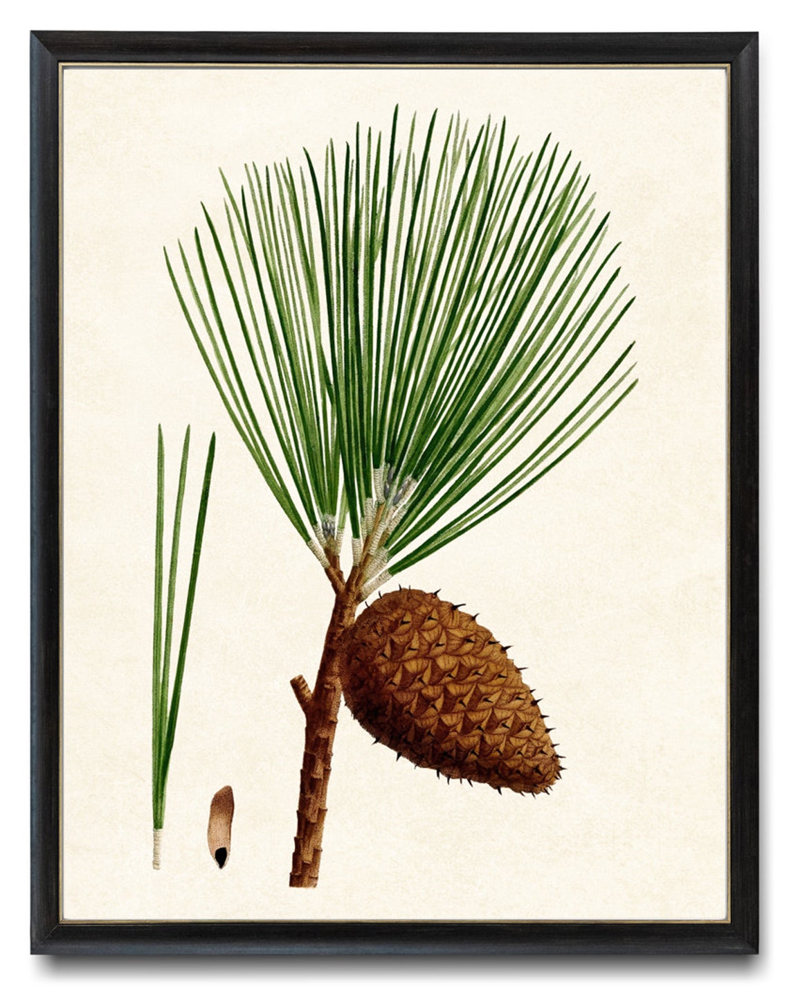 Pitch Pine Long Needles Cone Vintage Botanical Illustration Print - Image 4
