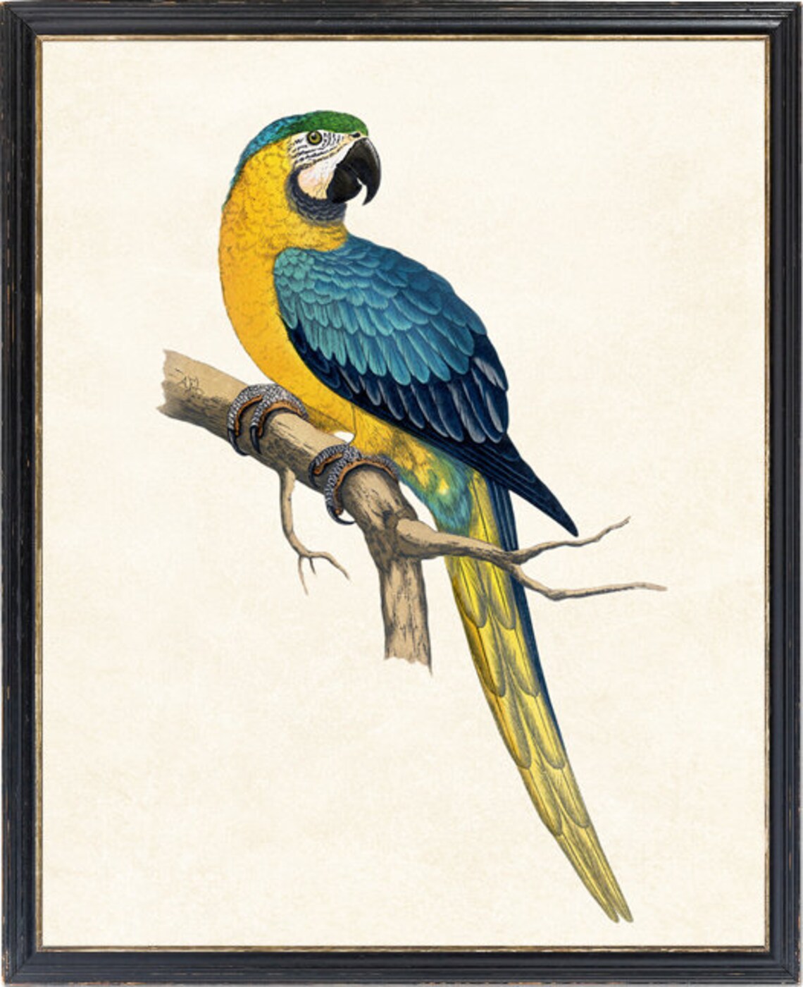 Blue And Yellow Macaw Vintage Tropical Parrot Botanical Art Poster - Image 4