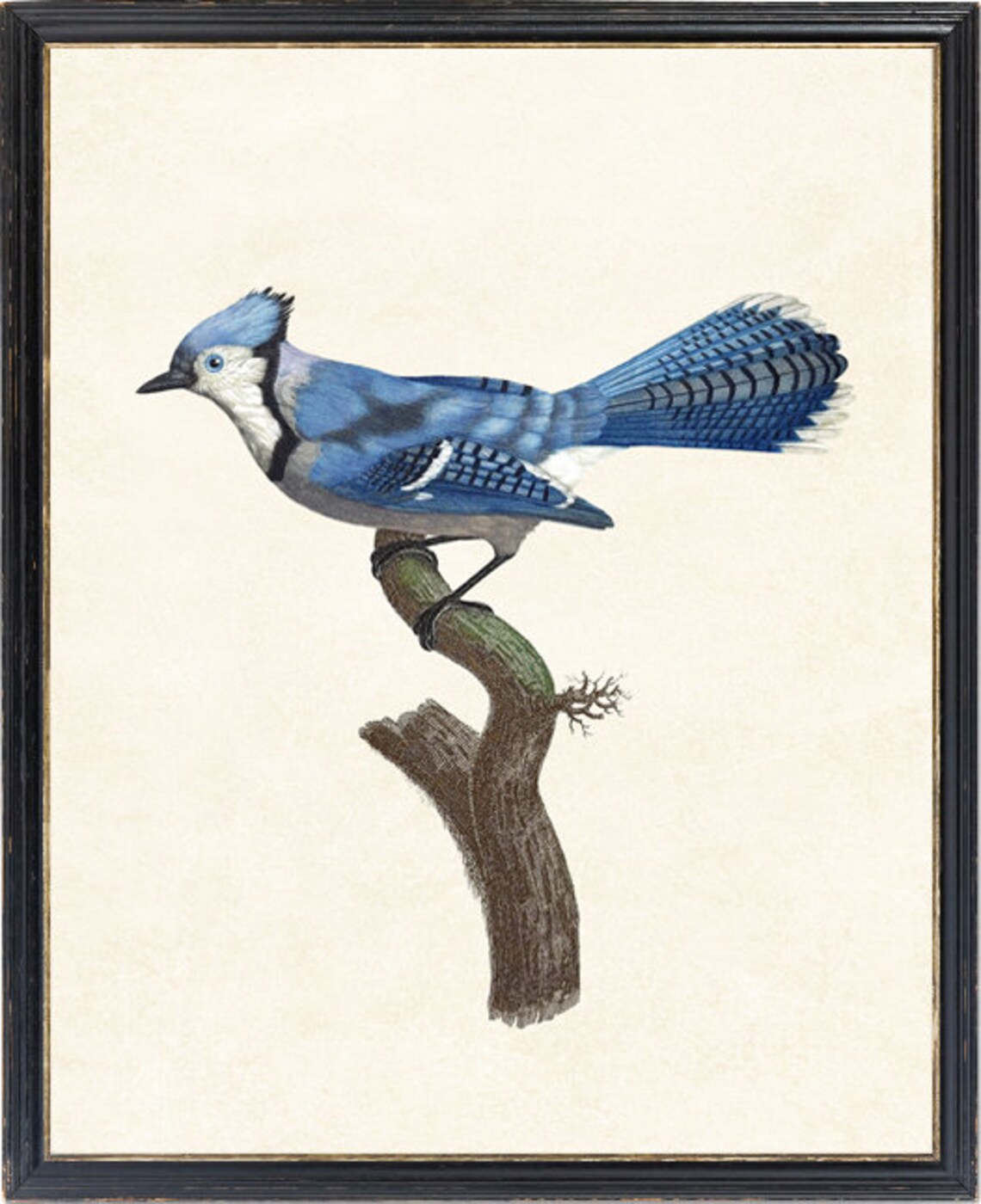 Blue Jay Bird Vintage Illustration Art Print - Image 4