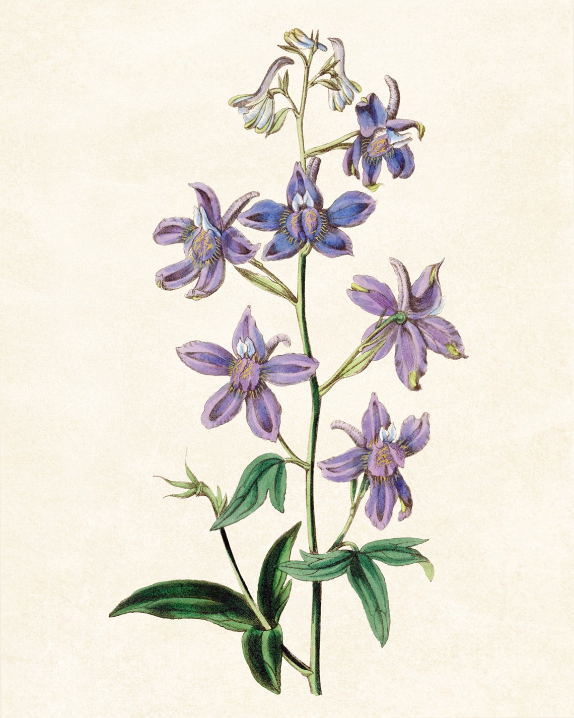 Purple Larkspur Delphinium Flower Spike Vintage Botanical Study Poster - Image 3