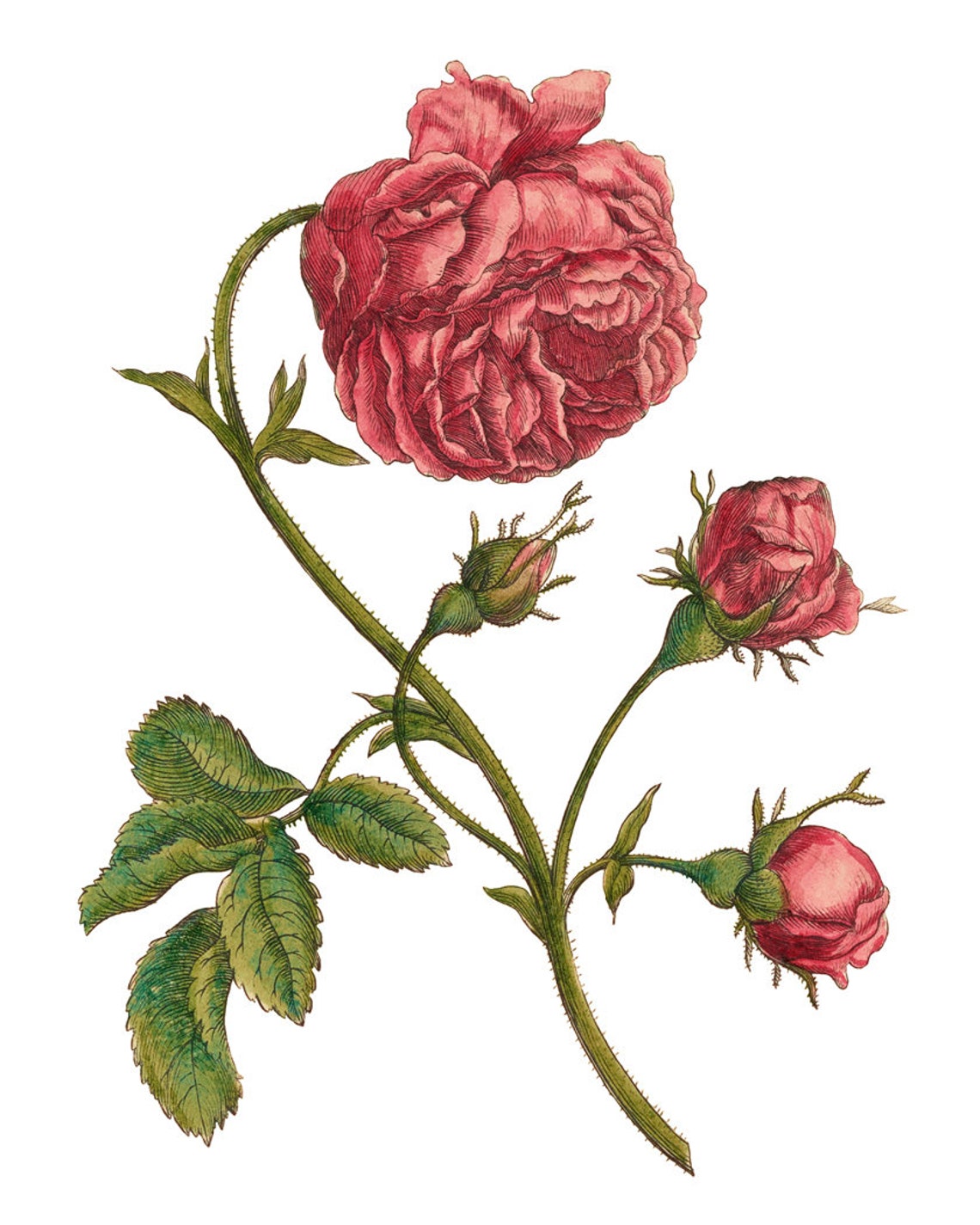 Red Garden Rose Bloom with Buds Vintage Botanical Engraving Poster - Image 2