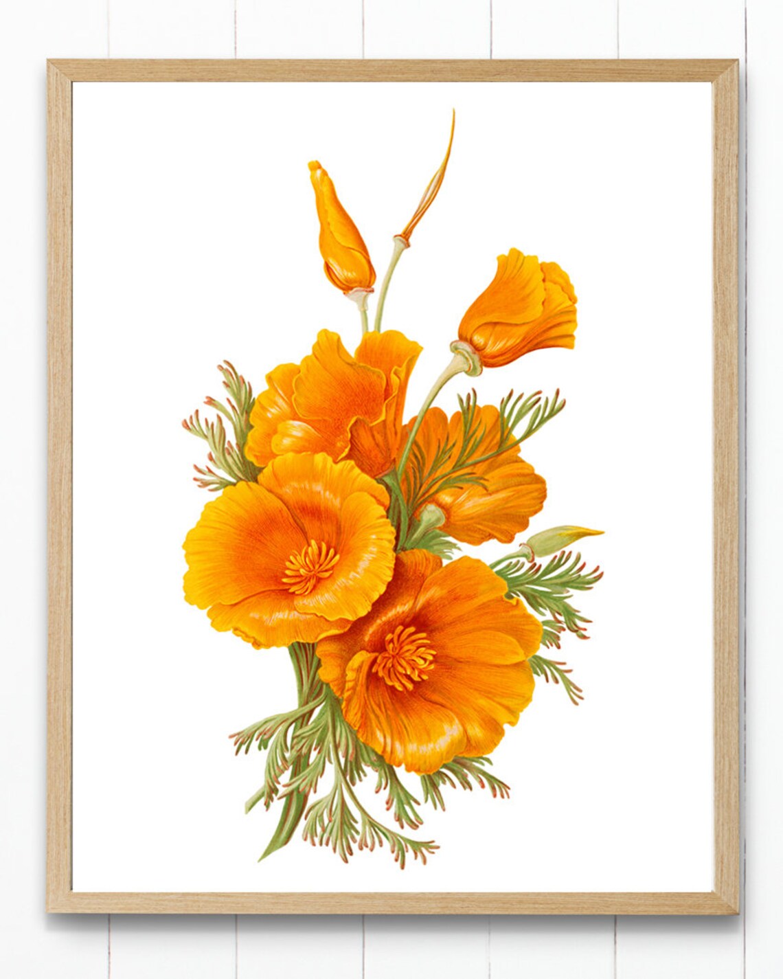 California Poppies Botanical Wall Art Print - Image 4