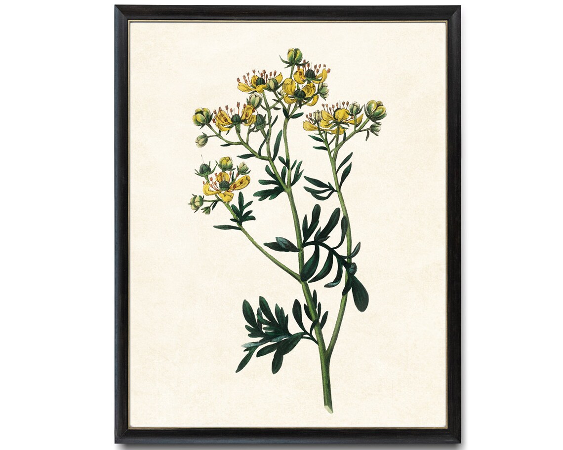 Yellow Herb Flowers with Divided Leaves Vintage Botanical Plate Poster