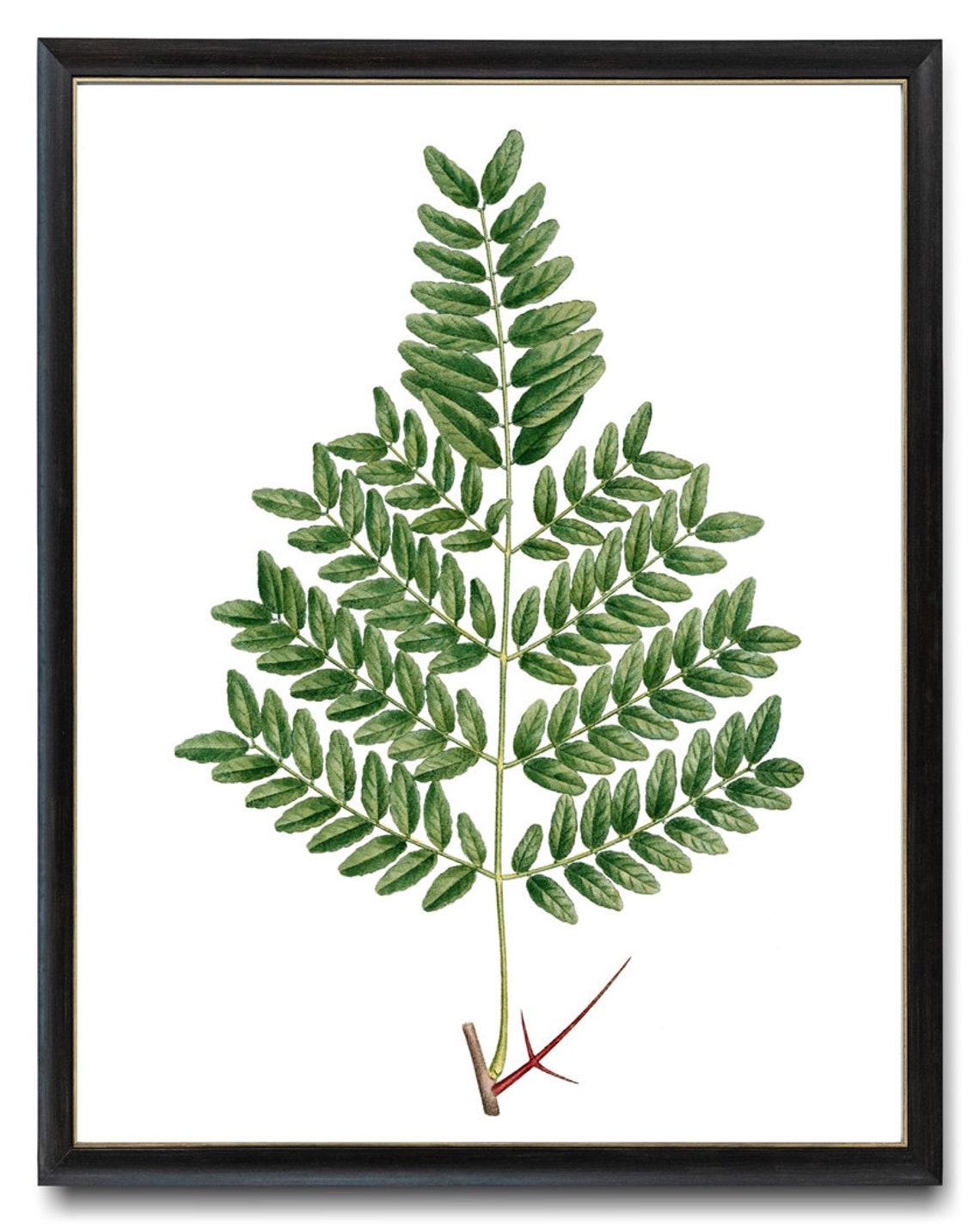 Water Locust Thorny Branch Vintage Botanical Illustration Print - Image 3