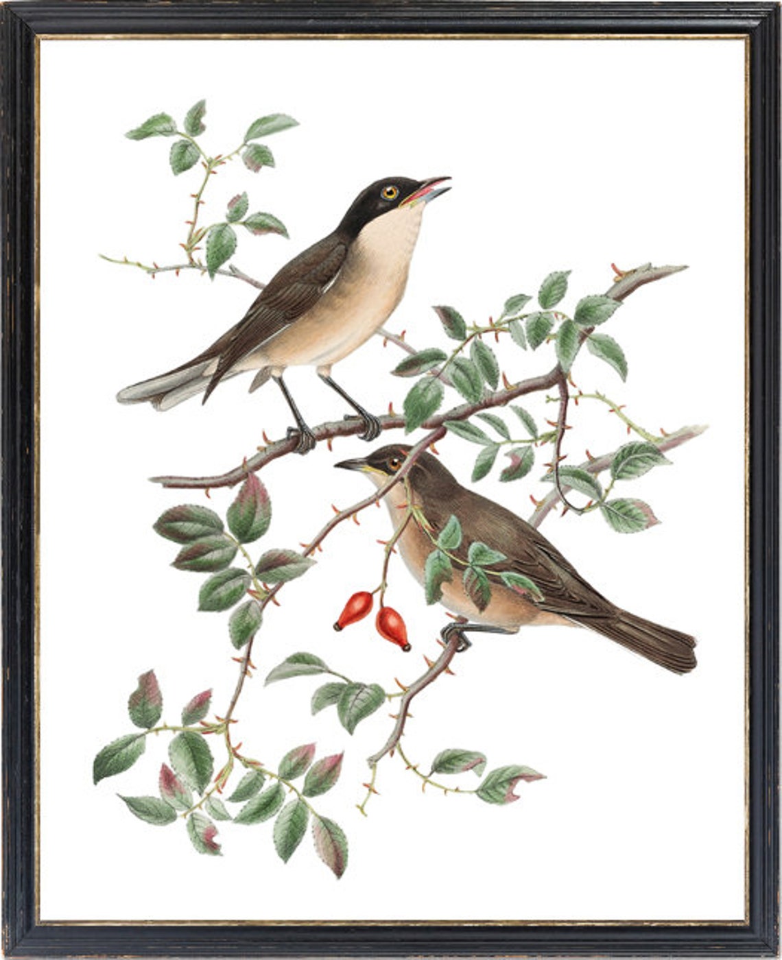 Orphean Warbler Bird Pair Classic Antique Ornithological Poster - Image 3